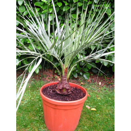 Butia yatay 10 l