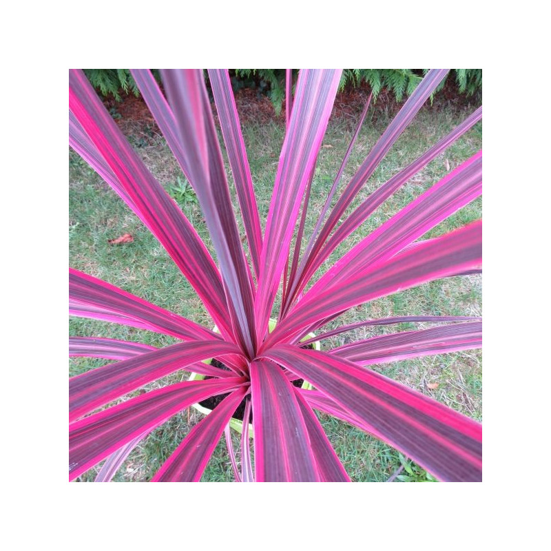 Cordyline banksii electric pink™