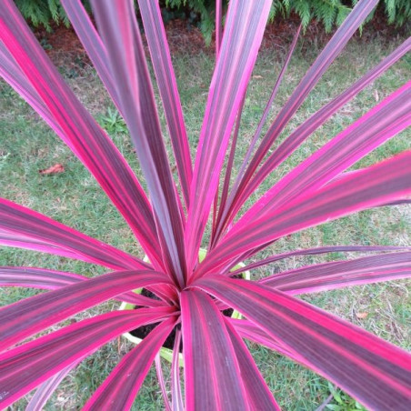 Cordyline banksii electric pink™