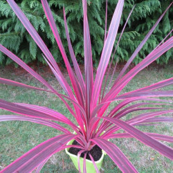 Cordyline banksii electric pink™