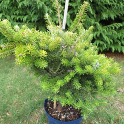 Abies koreana luminetta