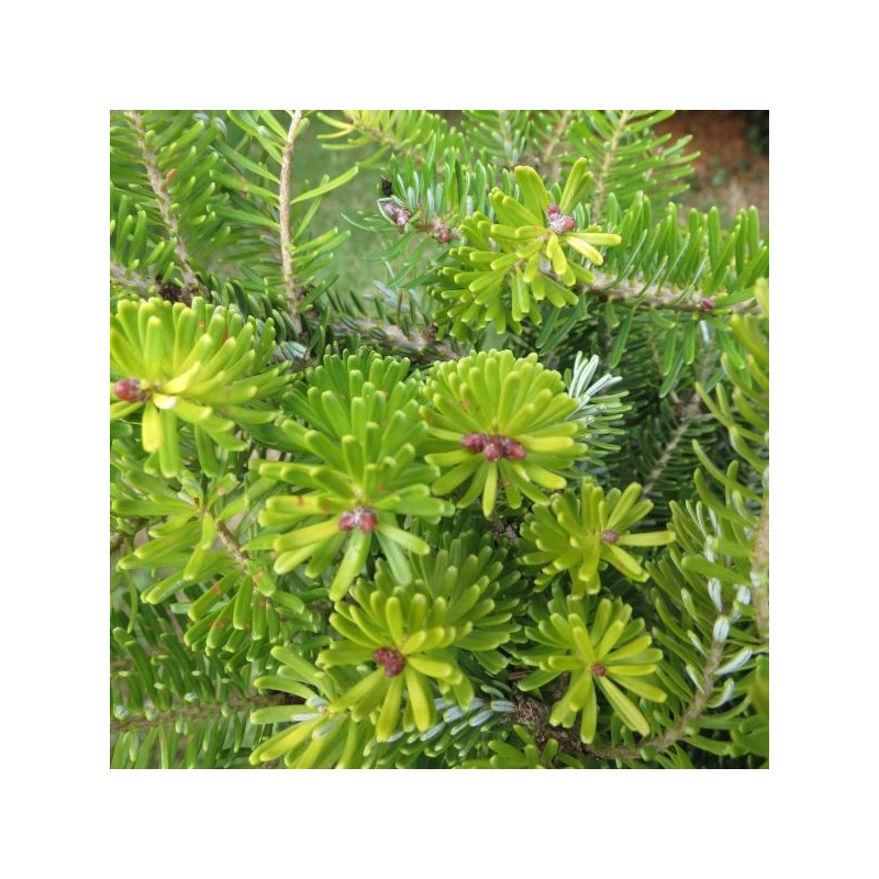 Abies koreana luminetta