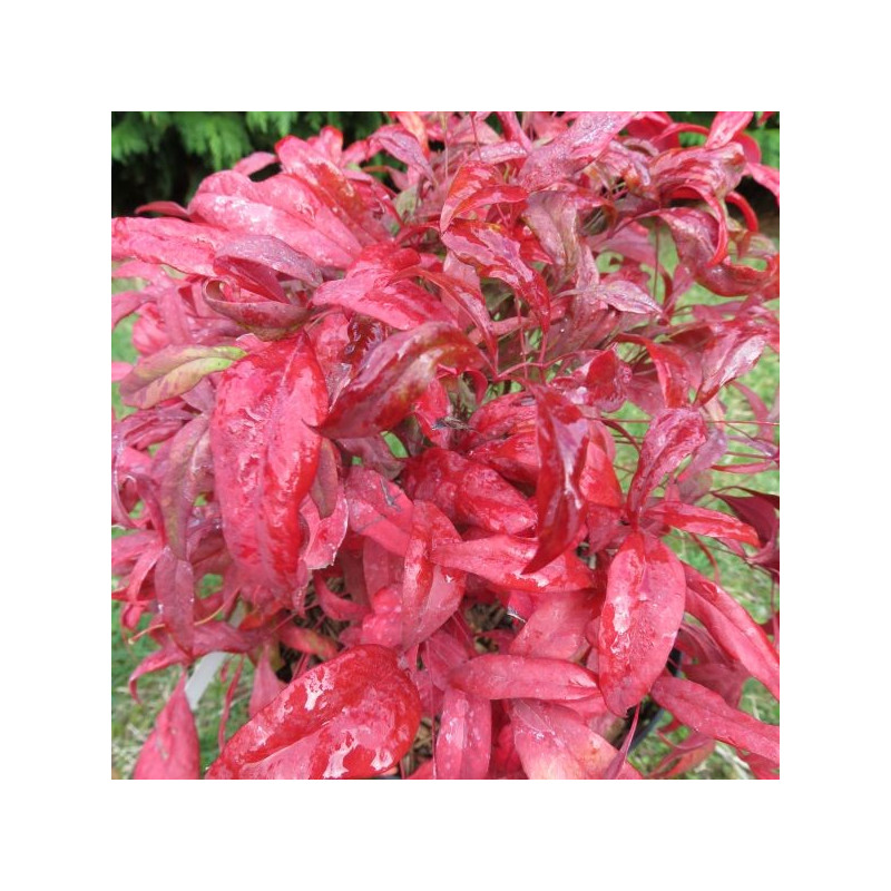 Nandina pygmaea