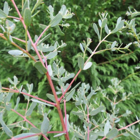 Eucalyptus gunnii France bleu®