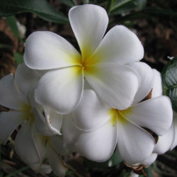 Plumeria acuminata blanc