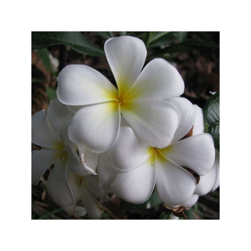 Semi Di Plumeria (Frangipani) Varietà Heidi Gold - 4 Semi Per Coltivare La Tua Pianta Tropicale Profumata