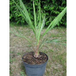 Butia yatay 5 l