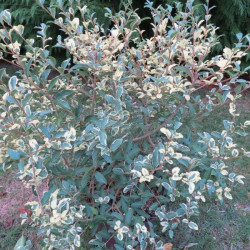 Ligustrum ibota Musli® 'Muster'