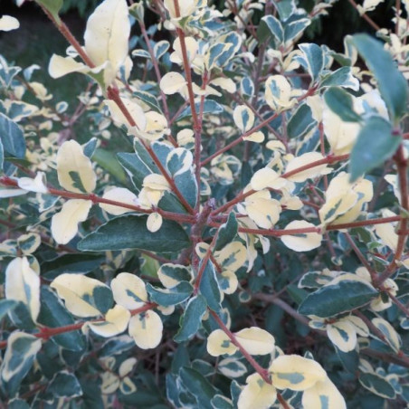 Ligustrum ibota Musli® 'Muster'