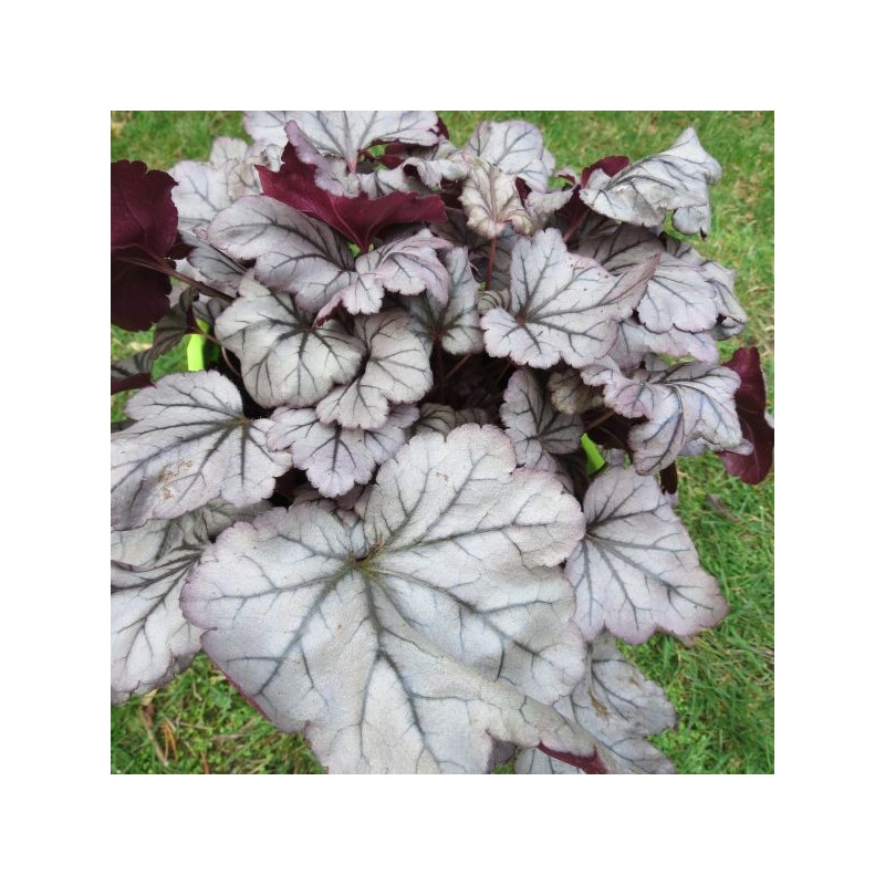 Heuchera plum royale®