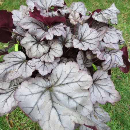 Heuchera plum royale®