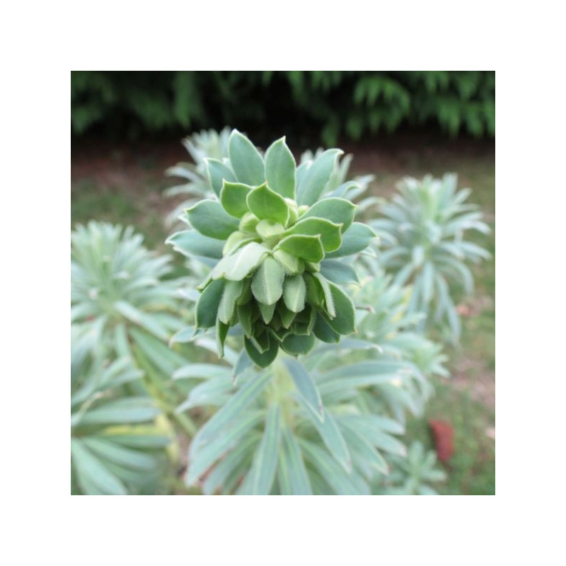 Euphorbia shorty