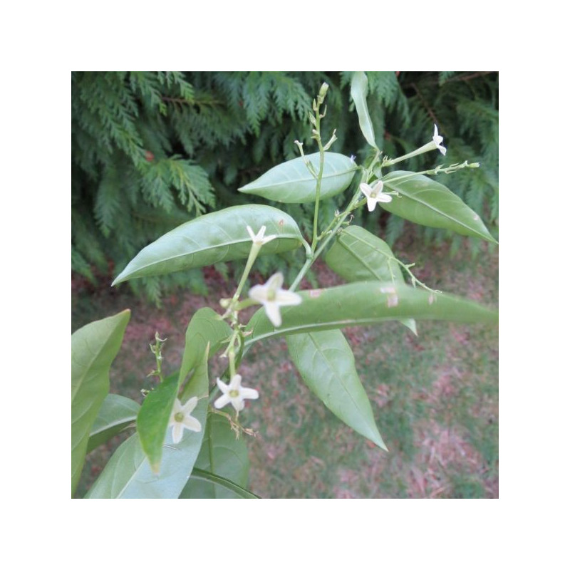 Cestrum nocturnum galant de nuit