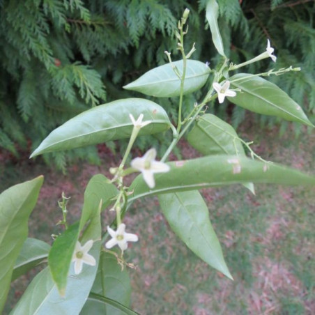 Cestrum nocturnum galant de nuit