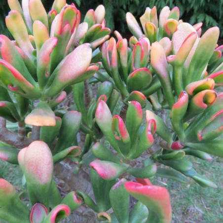 Crassula ovata Hobbit tricolor