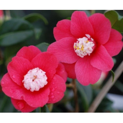 Camellia marshmallow