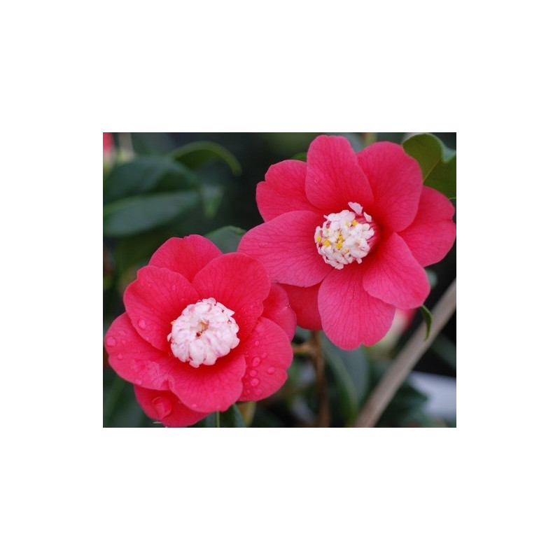 Camellia marshmallow