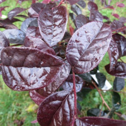 Loropetalum red in black