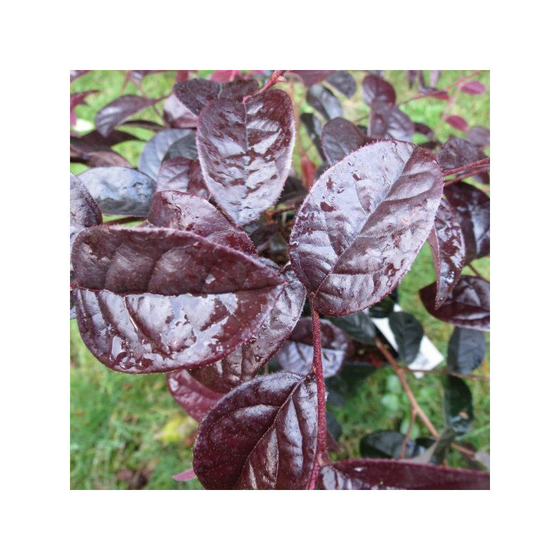 Loropetalum red in black