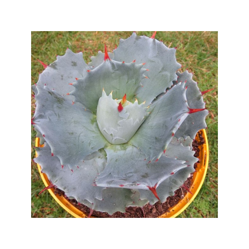 Agave isthmensis