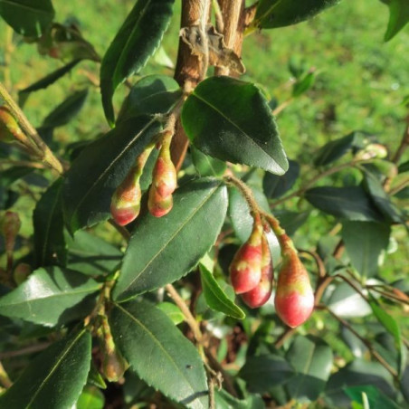 Camellia cupido®