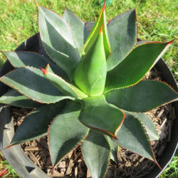 Agave colimana x isthmensis