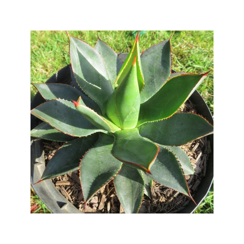 Agave colimana x isthmensis