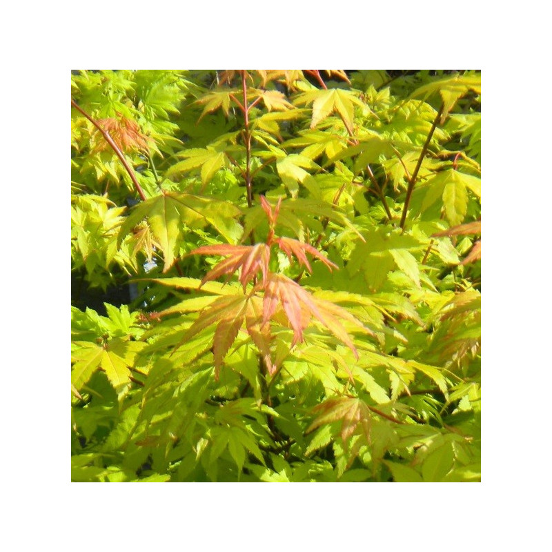 Acer palmatum summer gold