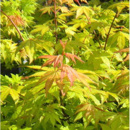 Acer palmatum summer gold