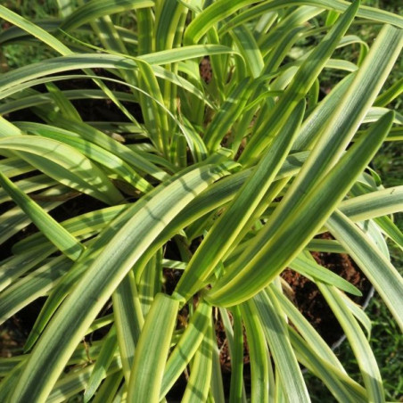 Agapanthus golden drop®