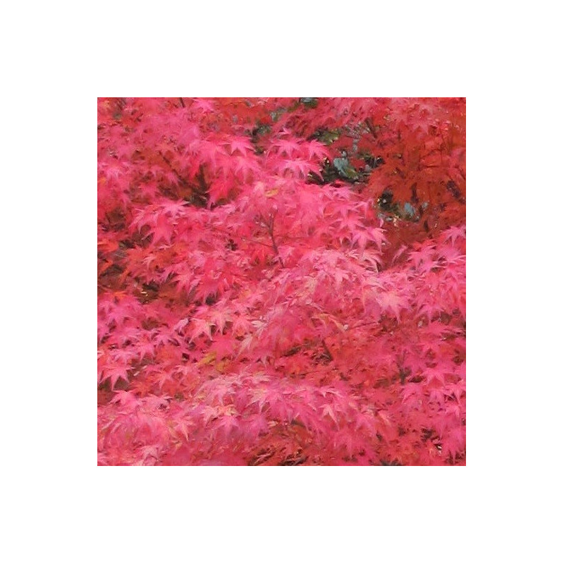 Acer palmatum red flash