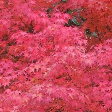 Acer palmatum red flash