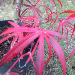 Acer palmatum enkan