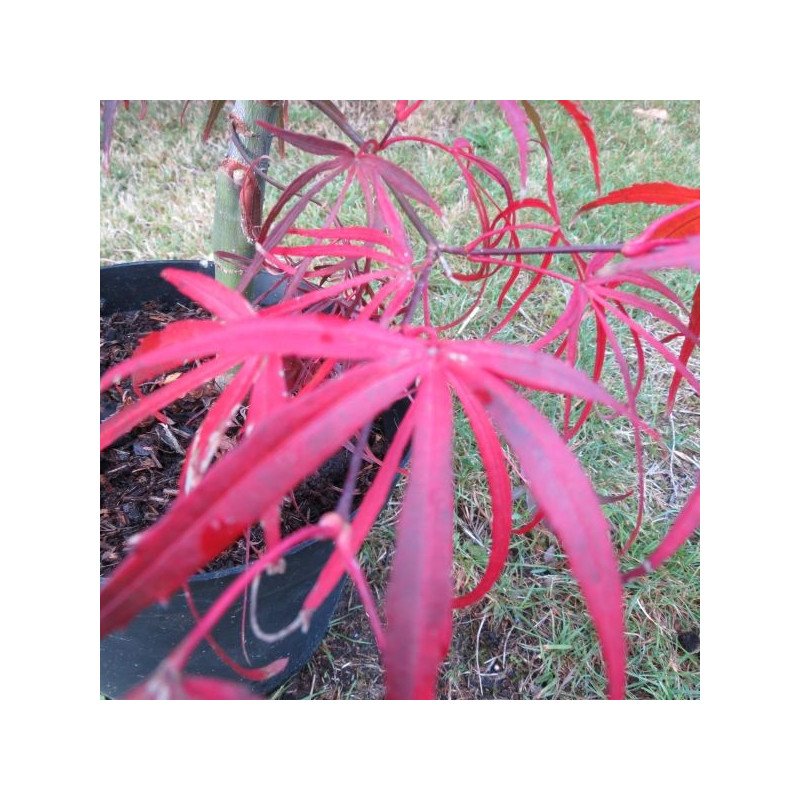 Acer palmatum enkan