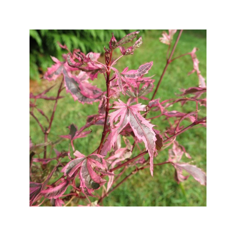 Acer palmatum marlo®