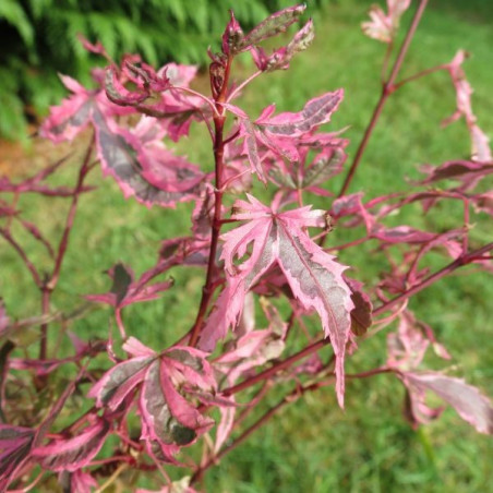 Acer palmatum marlo®