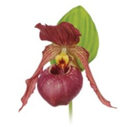 Cypripedium Kentucky pink