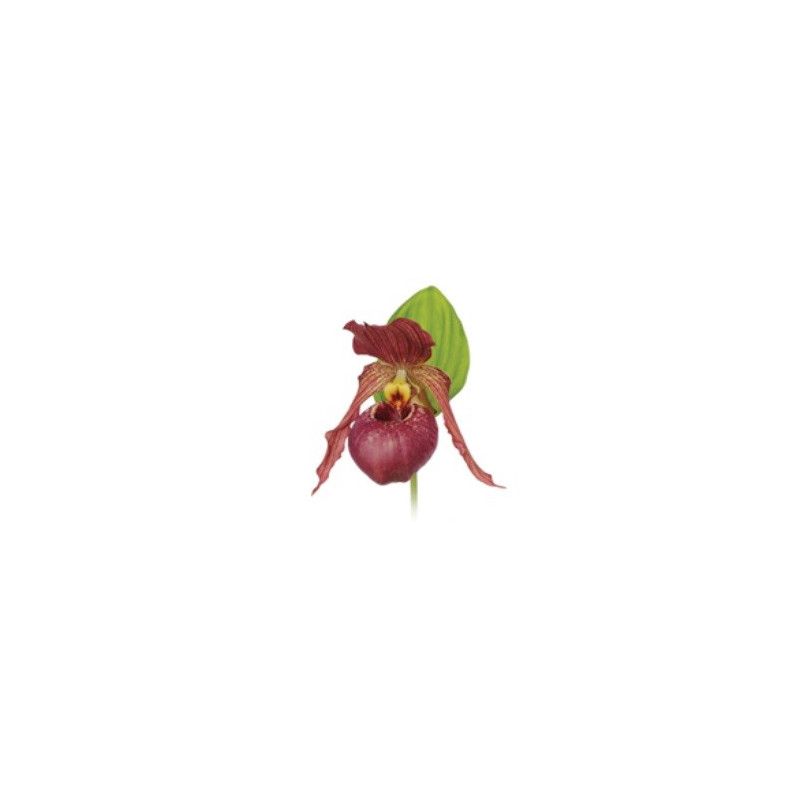 Cypripedium Kentucky pink