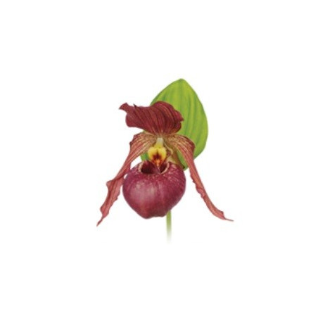 Cypripedium Kentucky pink