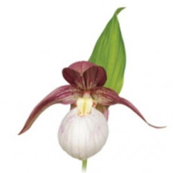 Cypripedium Kentucky pink blush