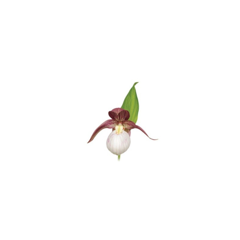 Cypripedium Kentucky pink blush