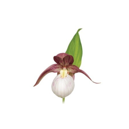 Cypripedium Kentucky pink blush