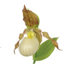 Cypripedium Kentucky maxi