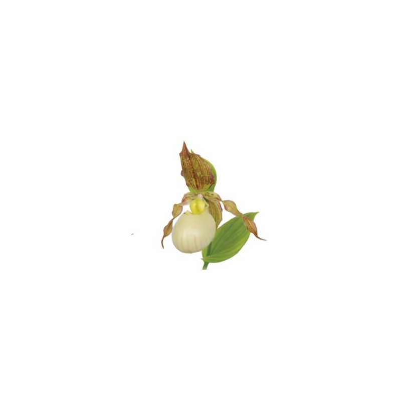 Cypripedium Kentucky maxi