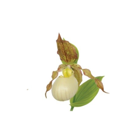 Cypripedium Kentucky maxi