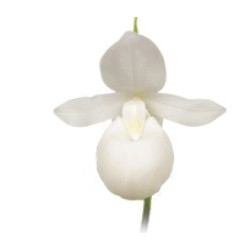 Cypripedium regina 'white'