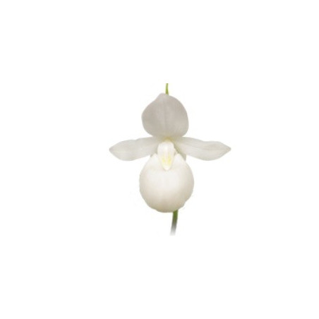 Cypripedium regina 'white'