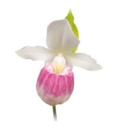 Cypripedium regina 