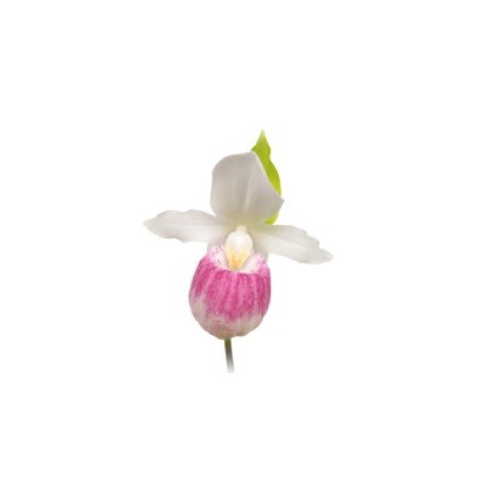 Cypripedium regina