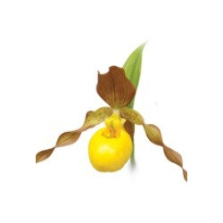 Cypripedium pueblo